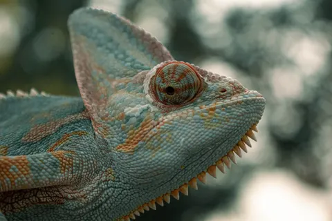 Bukalemun 4K Duvar Kağıdı · animals · 3840×2560