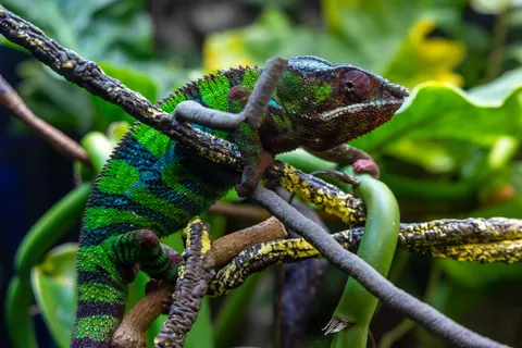 Wallpaper Bunglon 4K · animals · 3840×2561