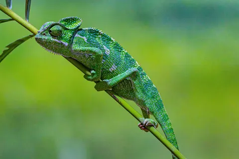 Bukalemun 4K Duvar Kağıdı · animals · 3840×2560