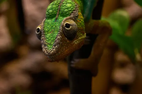 Bukalemun 4K Duvar Kağıdı · animals · 3840×2561
