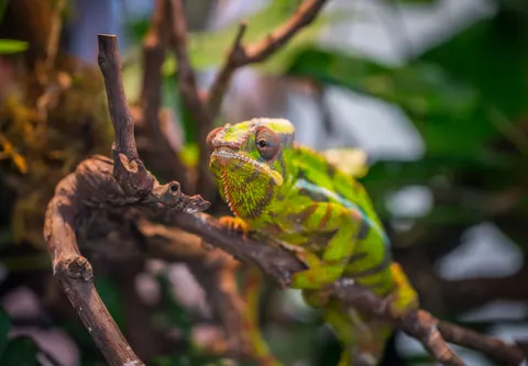 Bukalemun 4K Duvar Kağıdı · animals · 3840×2660