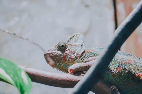 Bukalemun 4K Duvar Kağıdı · animals · 3840×2560