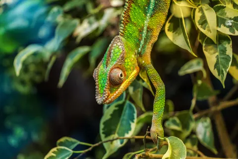 Bukalemun 4K Duvar Kağıdı · animals · 3840×2560