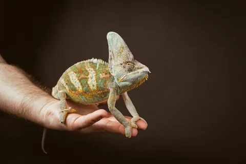 Bukalemun 4K Duvar Kağıdı · animals · 3840×2560