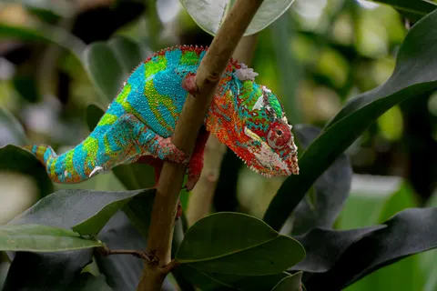 Bukalemun 4K Duvar Kağıdı · animals · 3840×2560