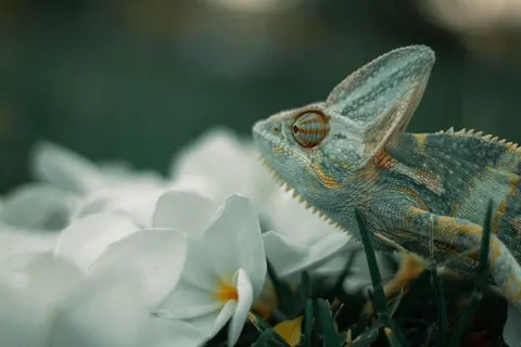 카멜레온 4K 배경화면 · animals · 3840×2560