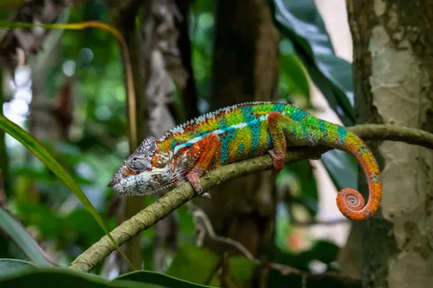 Bukalemun 4K Duvar Kağıdı · animals · 3840×2560