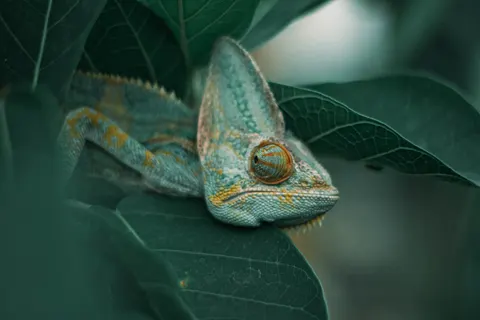 Bukalemun 4K Duvar Kağıdı · animals · 3840×2560