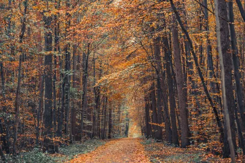 Fondo de pantalla Bosque de otoño 4K · nature · 3840×2560