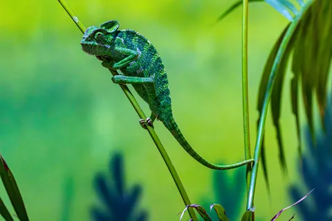 카멜레온 4K 배경화면 · animals · 3840×2560