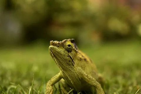 Bukalemun 4K Duvar Kağıdı · animals · 3840×2560