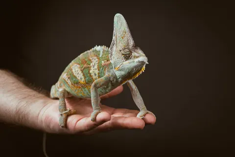 Bukalemun 4K Duvar Kağıdı · animals · 3840×2560