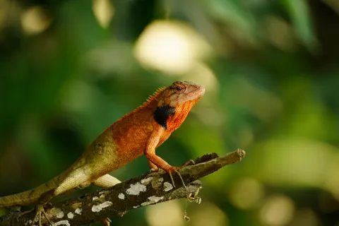 Bukalemun 4K Duvar Kağıdı · animals · 3840×2560