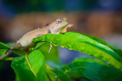 카멜레온 4K 배경화면 · animals · 3840×2560