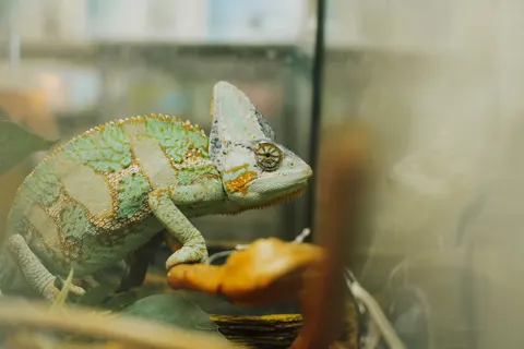Bukalemun 4K Duvar Kağıdı · animals · 3840×2560