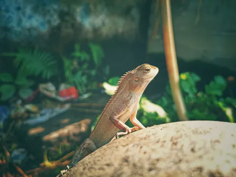 Bukalemun 4K Duvar Kağıdı · animals · 3840×2883