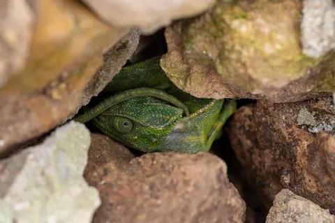 Bukalemun 4K Duvar Kağıdı · animals · 3840×2560