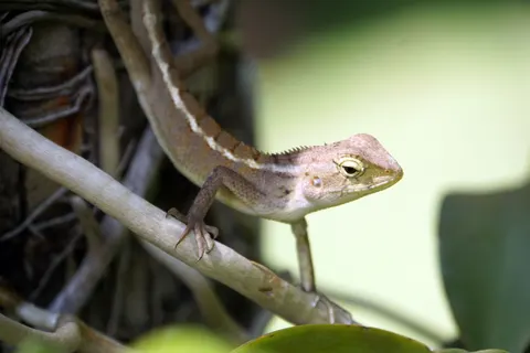 Bukalemun 4K Duvar Kağıdı · animals · 3840×2560