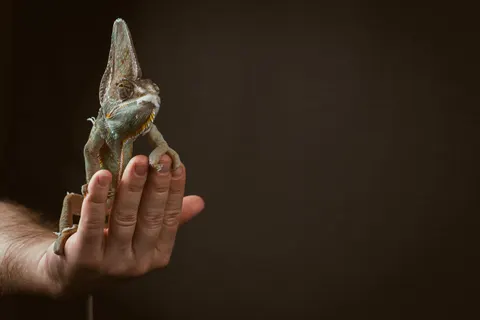 Bukalemun 4K Duvar Kağıdı · animals · 3840×2560