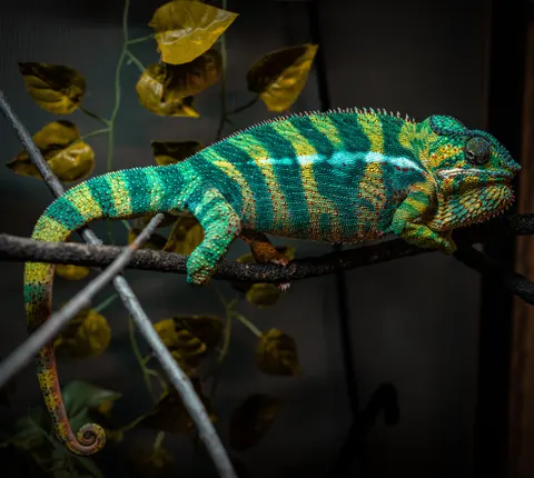 Bukalemun 4K Duvar Kağıdı · animals · 3840×3440