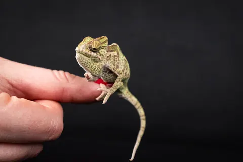 Bukalemun 4K Duvar Kağıdı · animals · 3840×2560