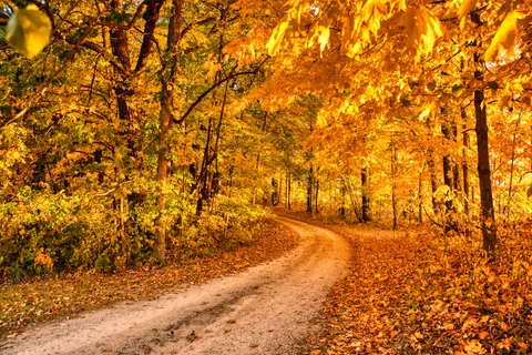Fondo de pantalla Bosque de otoño 4K · nature · 3840×2562