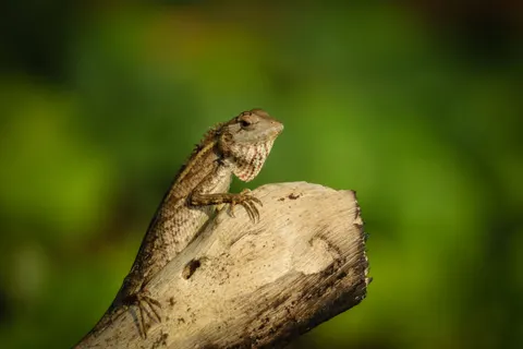 Bukalemun 4K Duvar Kağıdı · animals · 3840×2560