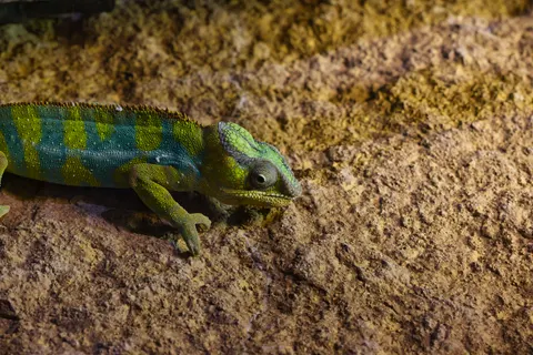 Bukalemun 4K Duvar Kağıdı · animals · 3840×2561