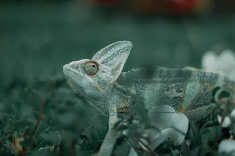 Bukalemun 4K Duvar Kağıdı · animals · 3840×2560