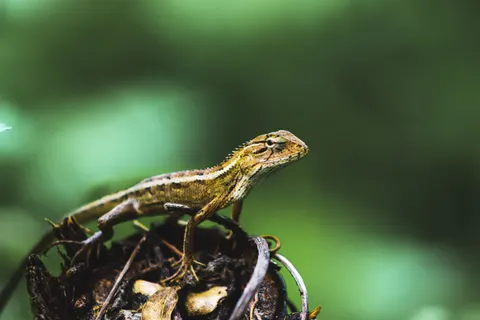 Bukalemun 4K Duvar Kağıdı · animals · 3840×2560