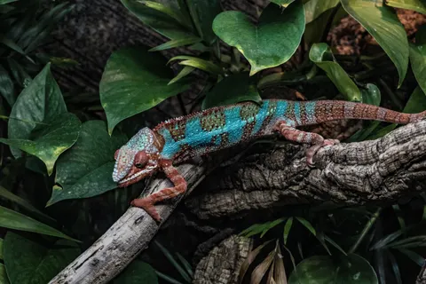 Bukalemun 4K Duvar Kağıdı · animals · 3840×2560