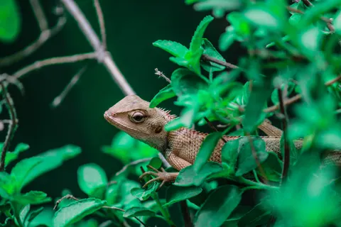 والپیپر آفتاب‌پرست با کیفیت 4K · animals · 3840×2560
