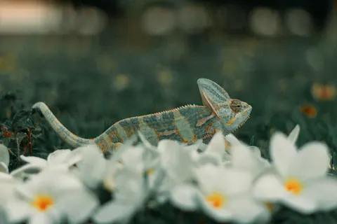 Bukalemun 4K Duvar Kağıdı · animals · 3840×2560