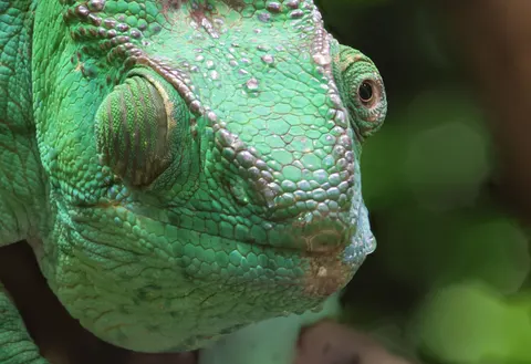 Bukalemun 4K Duvar Kağıdı · animals · 3840×2634