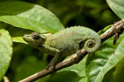 Bukalemun 4K Duvar Kağıdı · animals · 3840×2560
