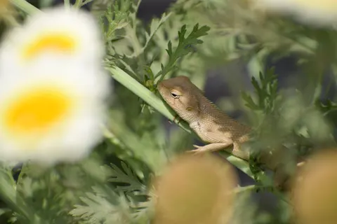 Bukalemun 4K Duvar Kağıdı · animals · 3840×2560