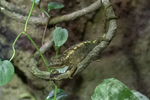 Bukalemun 4K Duvar Kağıdı · animals · 3840×2560