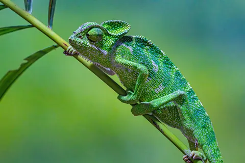 카멜레온 4K 배경화면 · animals · 3840×2560