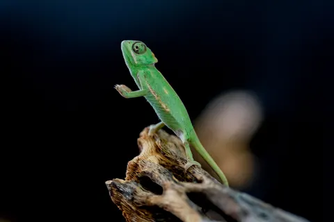 Bukalemun 4K Duvar Kağıdı · animals · 3840×2563