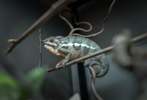 Bukalemun 4K Duvar Kağıdı · animals · 3840×2624