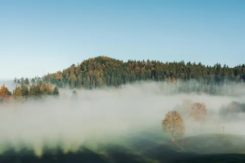 Foggy Forest 4K Wallpaper · nature · 3840×2561