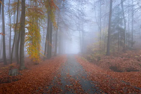 Autumn Forest 4K Wallpaper · nature · 3840×2560