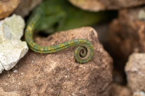 Bukalemun 4K Duvar Kağıdı · animals · 3840×2560