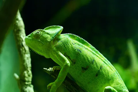 Bukalemun 4K Duvar Kağıdı · animals · 3840×2560