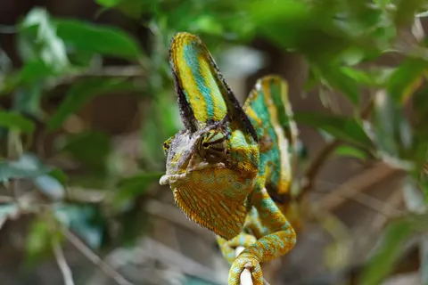 Bukalemun 4K Duvar Kağıdı · animals · 3840×2560