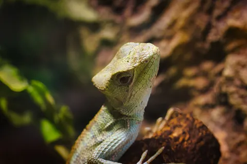 Bukalemun 4K Duvar Kağıdı · animals · 3840×2561
