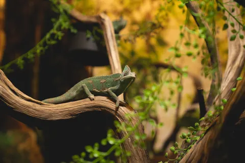 Bukalemun 4K Duvar Kağıdı · animals · 3840×2561