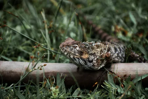 Bukalemun 4K Duvar Kağıdı · animals · 3840×2560