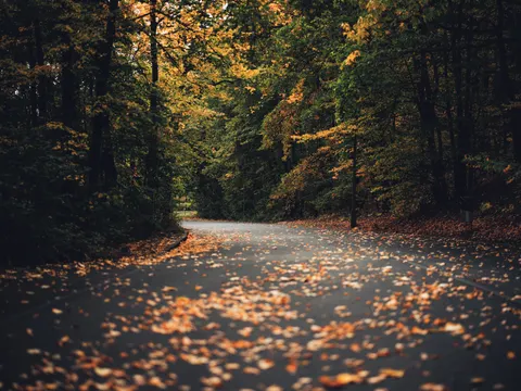 Fondo de pantalla Bosque de otoño 4K · nature · 3840×2878