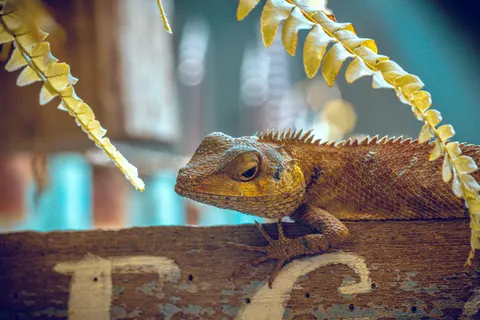 Bukalemun 4K Duvar Kağıdı · animals · 3840×2560